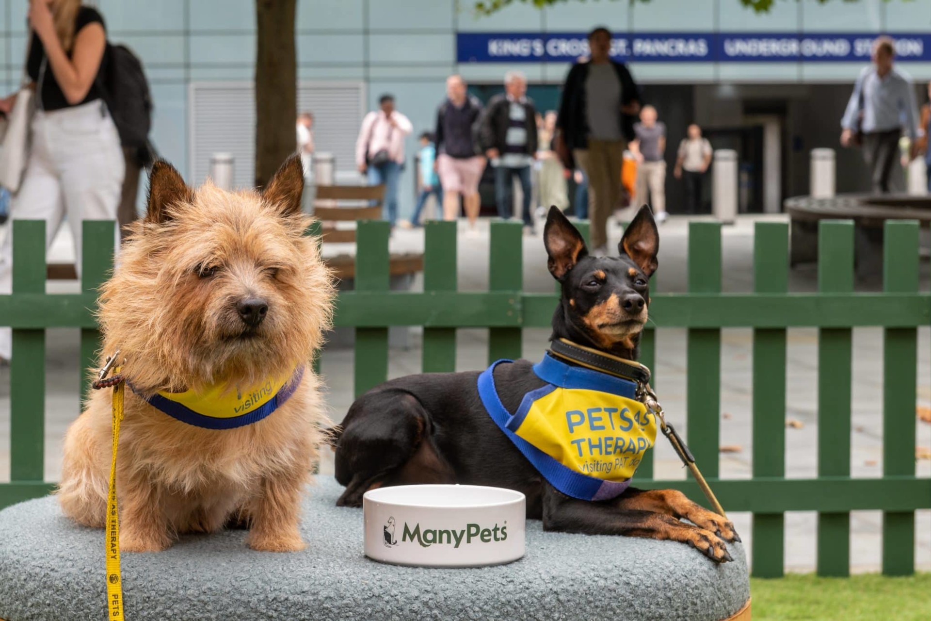 ManyPets Petting Booth – Electric Sunshine events & experiential